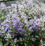 AJUGA Chocolate Chip Chocolate cast to leaves - miniature