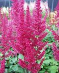 ASTILBE Fanal Deep blood red. In large pots