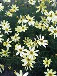 COREOPSIS verticillata Moonbeam Pale yellow, One of the best. Flowers long and profusely