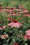 ECHINACEA Purpurea CONEFLOWER. Great for cutting