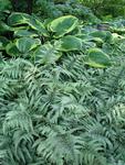 FERN Japanese Painted Anthyrium Niponicum Pictum.