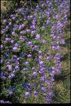 GERANIUM Johnsons Blue Bright blue. Long flowering
