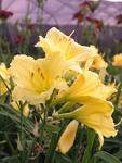 HEMEROCALLIS Happy Returns Excellent dwarf fragrant long blooming light yellow.