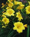HEMEROCALLIS Stella D'oro Golden yellow, apricot throat. Dwarf, first to flower, last to stop