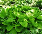 HOSTA August Moon Pale yellow textured leaves