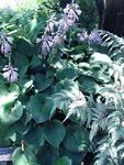 HOSTA Blue Cadet Textured blue leaves. Smaller clumps