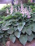 HOSTA Halcyon Blue leaves and very sun tolerant