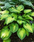 HOSTA Paul's Glory Yellow leaves edged with blue-green