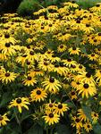 RUDBECKIA fulgida sullivantii Goldsturm Yellow. Good flower for almost any spot