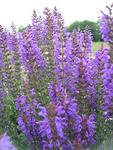 SALVIA Syl. X May Night (Mainacht) Blue. PPA Plant of the Year '97