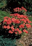 SEDUM Autumn Joy Turns brick red. Probably the most popular Sedum