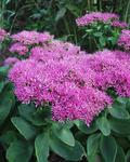 SEDUM spectabile Neon NEW very bright pink flower heads