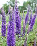 VERONICA Goodness Grows Deep blue flowers with deep green foliage. NEW