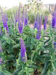 VERONICA Sunny Border Blue Navy blue. Longest blooming, PPA plant of the year 1993